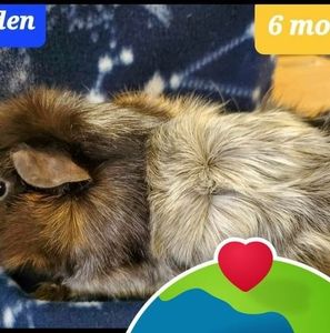 Meet your Posher, Gary